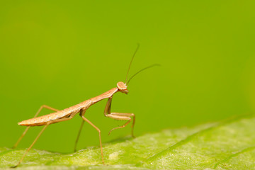 Mantis larvae on plant