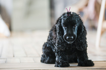 Black english springer spaniel playing in clover field