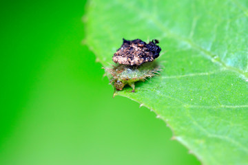 Hispidae insects larvae on plant