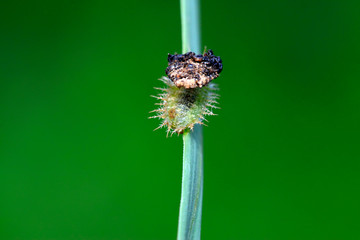 Hispidae insects larvae on plant