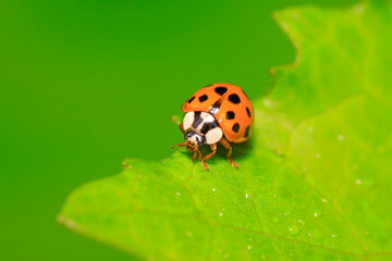 Harmonia axyridis on plant