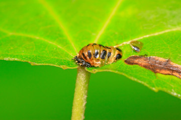 Harmonia axyridis puparium on plant