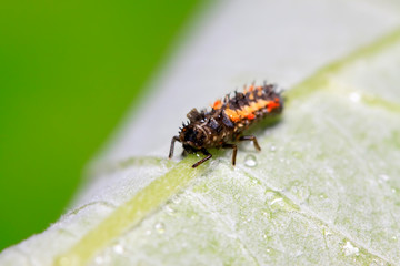 Harmonia axyridis ladybugs on plant