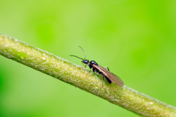 Winged ants on plant