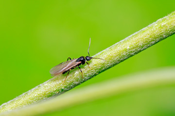 Winged ants on plant