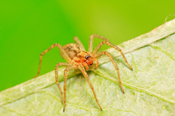Spiders on plant