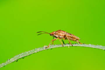 stinkbug on plant