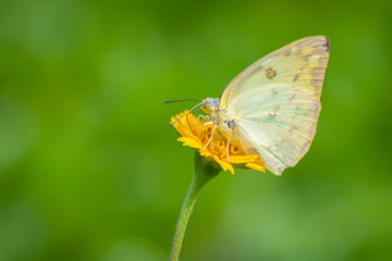 Yellow flowers blooming with butterfly 