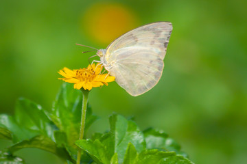 Yellow flowers blooming with butterfly 