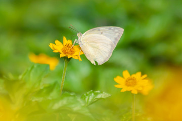 Yellow flowers blooming with butterfly 