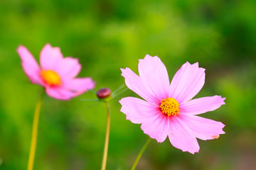 Obraz premium Galsang flower in a garden