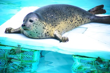 円山動物園で人気のアザラシ © kat334