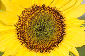 Sunflower flower
