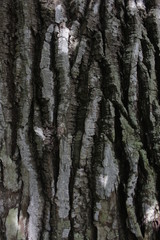 Pink Jequitiba Bark. Casca de Jequitibá Rosa