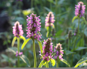 Summer landscape with wildflowers at sunset. Blooming Betonica officinalis. Medicinal plants, herbs in the garden.Blurred background.