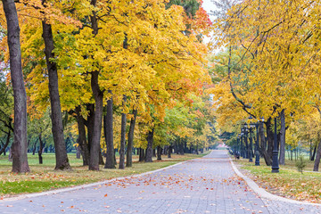 Fototapeta na wymiar beautiful city park scene with walkway, high autumnal trees and street lamps. natural landscape view