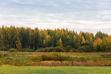 natural landscape view with autumnal trees against cloudy grey sky background
