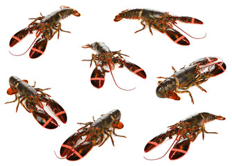 Fresh lobsters