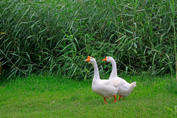 white goose