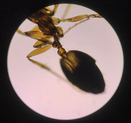 Close up structure ant with microscope.