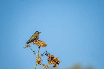 one cute tiny female Ana's hummingbird resting on the tip of branch of the flower in the garden under the sun with clear blue sky background