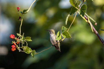 one cute tiny female Ana's hummingbird resting on the flower vein in the garden under the sun with blurry green background