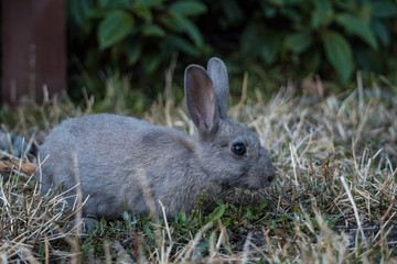 Naklejka na ściany i meble cute grey rabbit resting at brown dry grass field sniffing out something to eat