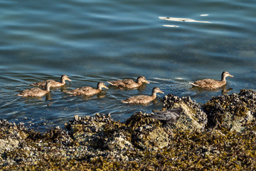 flock of ducklings swimming near the rocky shore line with their mother on a sunny morning
