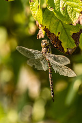close up of one beautiful dragonfly resting on the green leaves under the sun in the garden.