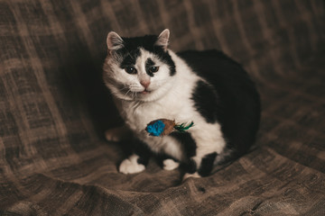 adorable shorthair black and white kitten with green eyes playing with feather rod toy