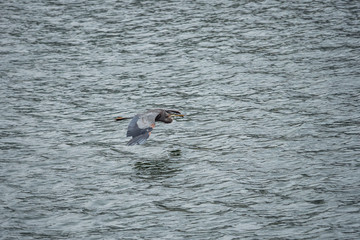 one great blue heron flew over the river surface on an overcast day