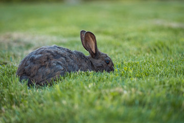 a cute grey rabbit laying on green grass field focus on eating.