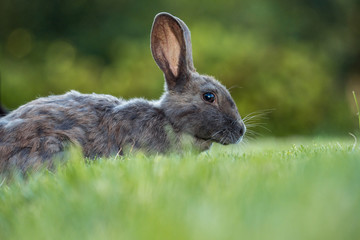 side portrait of a cute grey rabbit laying on green grass field eating