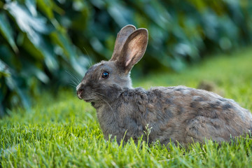 side portrait of a cute grey rabbit laying on green grass field