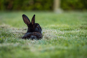 shot from the back of a cute black rabbit comfortably laying on green grass field under the shade 