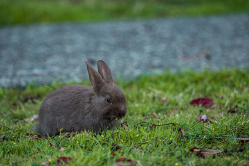 close up of a cute brown bunny  eating on green grass field under the shade