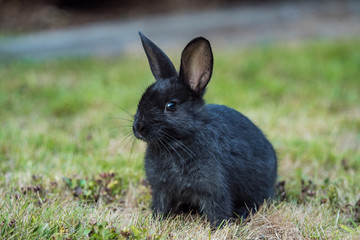 close up side portrait of a cute tiny black bunny sitting on green grass field staring at you