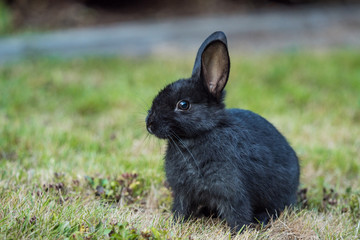 portrait of one black bunny resting on green grass field staring at you