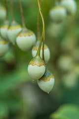 close up of couple green snowbell flower buds hanging on the branch under the shade with blurry green background