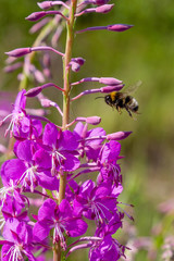 Bee on the flowers of Willow-herb (Ivan tea, fireweed, epilobium flower ) in a field. Plants honey plants. Medicinal plants in the garden.