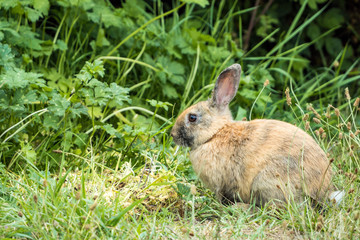 Naklejka na ściany i meble one cute brown bunny sitting on dense grass field nipping on grasses in front of bushes