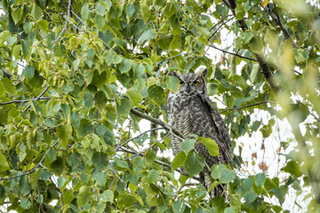 a grey eared owl resting behind dense green leaves on the tree branch staring at you