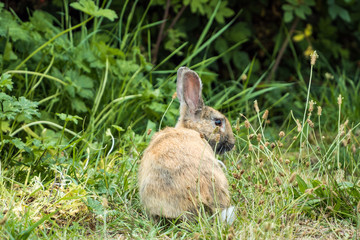 Fototapeta premium one cute brown bunny sitting on dense grass field nipping on tiny flowers in front of bushes