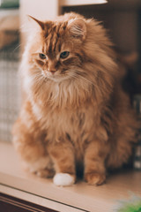 sad ginger cat with a phlegmatic look