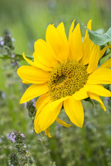 close up of single beautiful yellow sunflower blooming in the farm with blurry green background