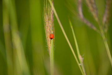 Scenery of ladybug insects, macro and natural background