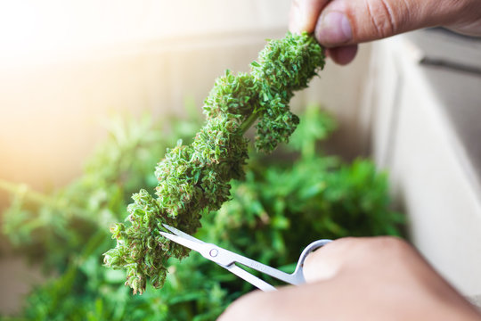 processing marijuana raw materials for store sales,trimming leaves and sorting cannabis buds after harvest, illegal trimmer works in the USA for the processing of hemp drugs