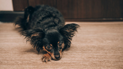 Portrait of a dog in profile against a brick wall background, the dog is waiting for the owner at the window. Russian Toy Terrier