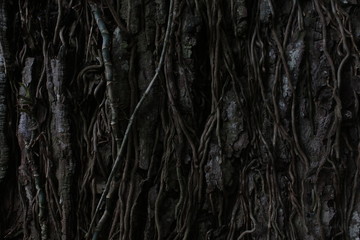 Madeira