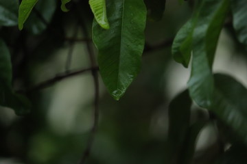 Water dripping from leaves of a tree